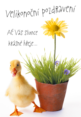 Velikonoční květina